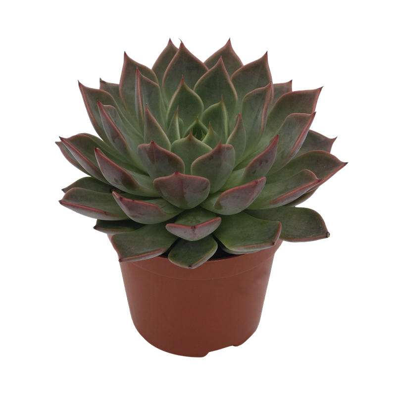 Echeveria Hybrid Wasat PL