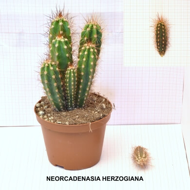 NEORCADENASIA HERZOGIANA