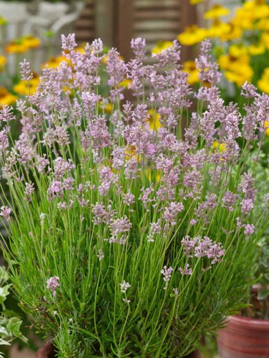 Lavandula Angustifolia Rosea