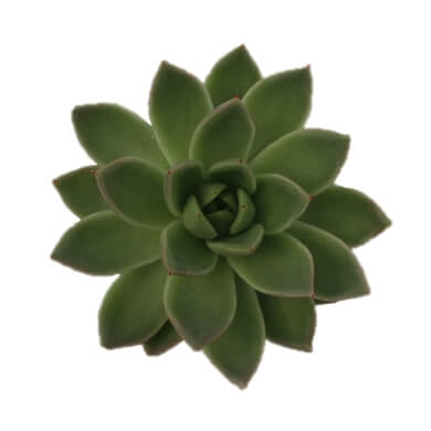 Echeveria Agavoides