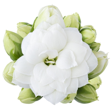 Crystal White Meadow