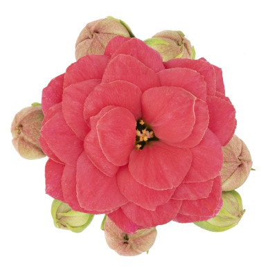 Calypso Pink Meadow