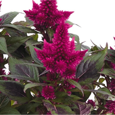 Celocia Spicata Carmina Red